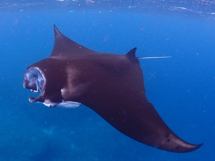 冬季限定！（12～3月）水面マンタ・ウミガメ探索シュノーケルツアー