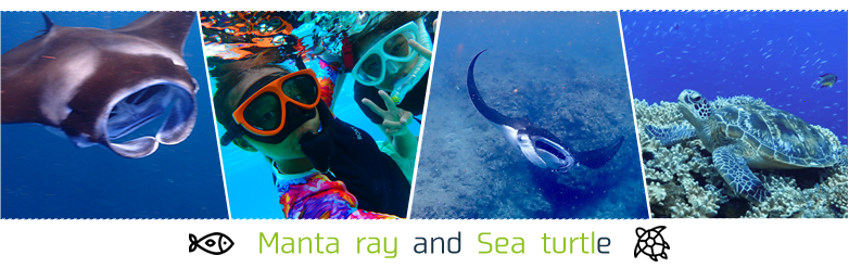 石垣島水面マンタ・ウミガメ探索シュノーケルツアー