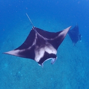 石垣島マンタ